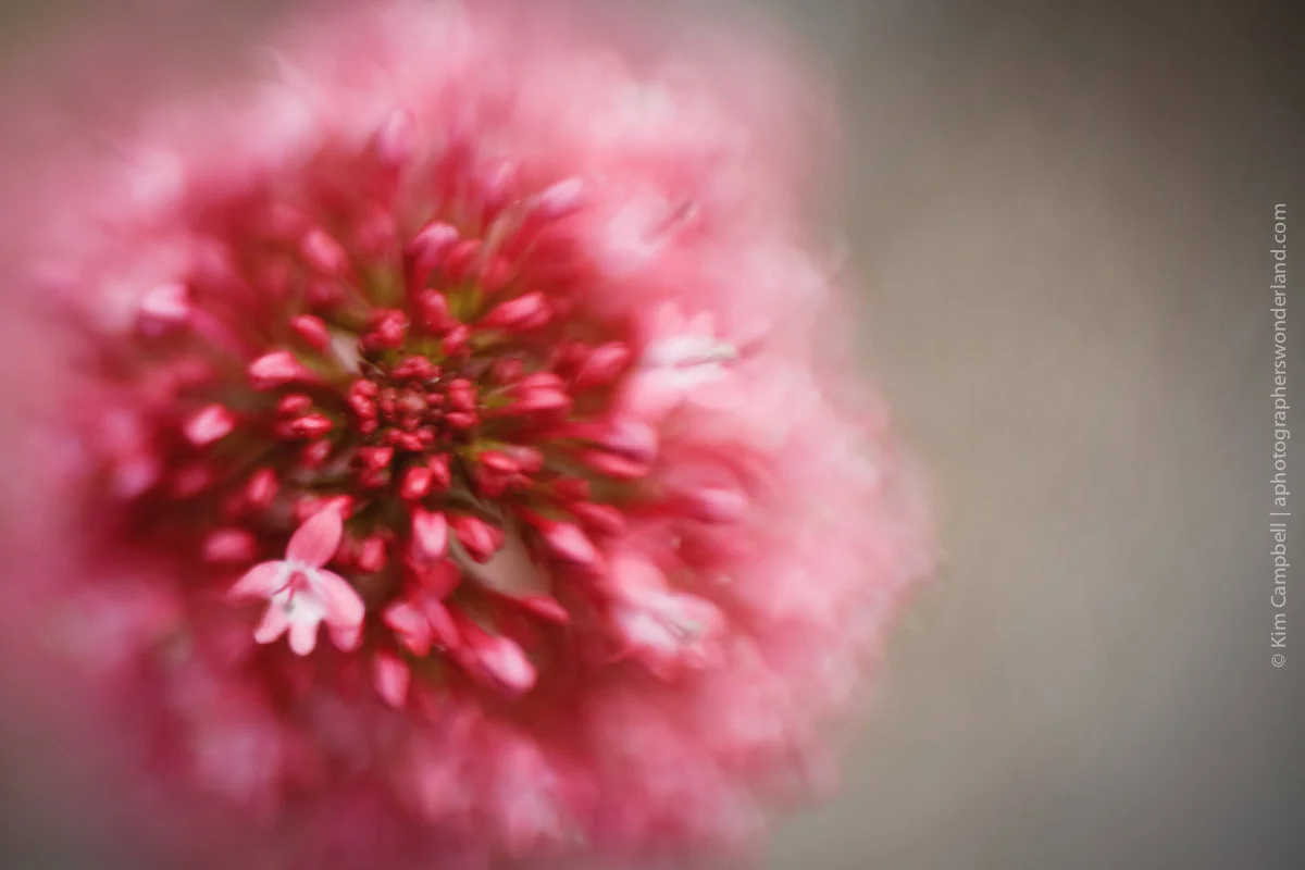 Pink Flower - LENSBABY Sweet 35 with Macro Adaptor