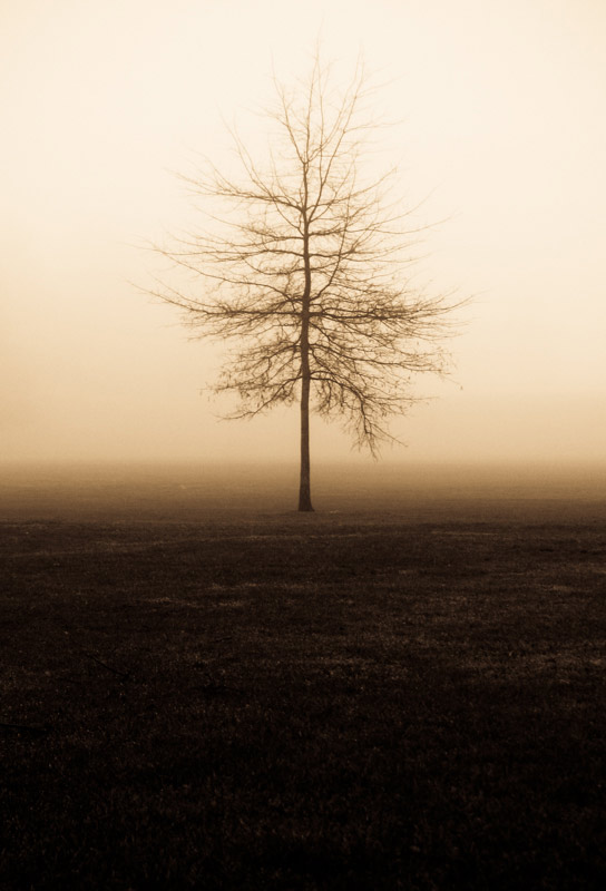 Lone Fog (2012)