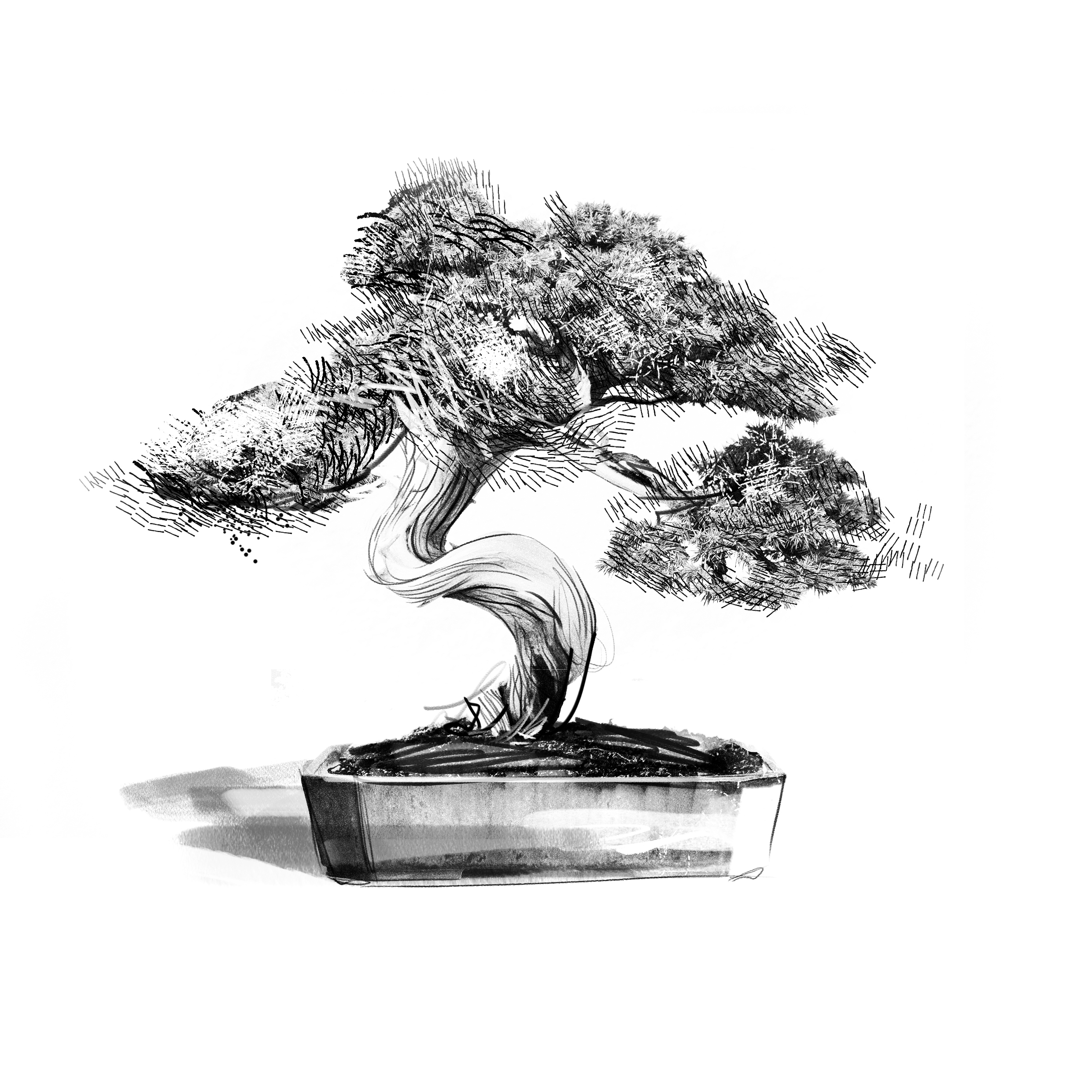 Wardian ObjectsBonsai Tree.jpg