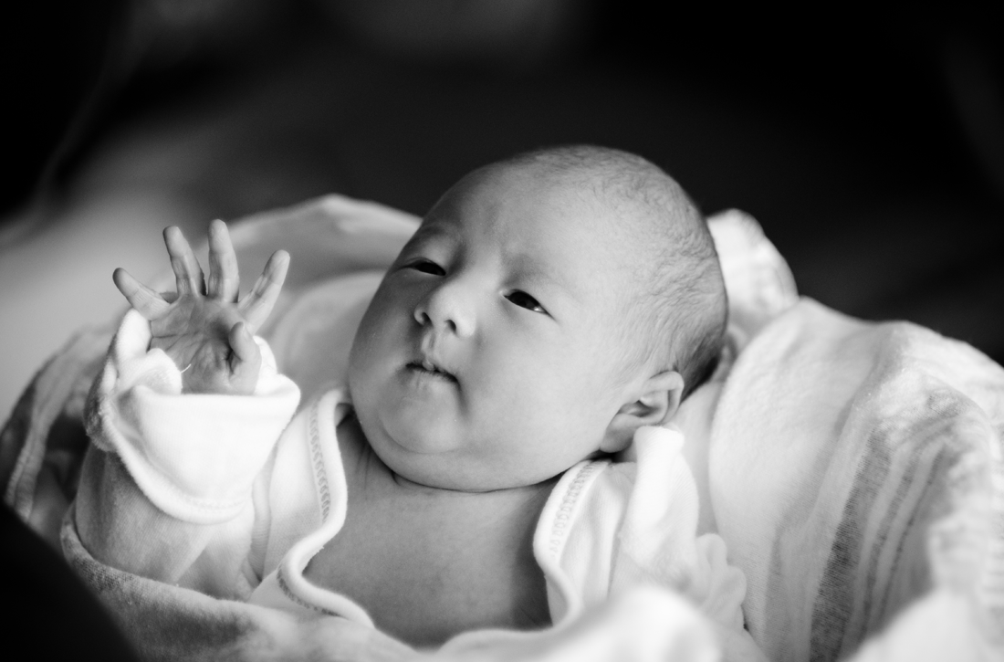 newbornportraits_chicago3.png