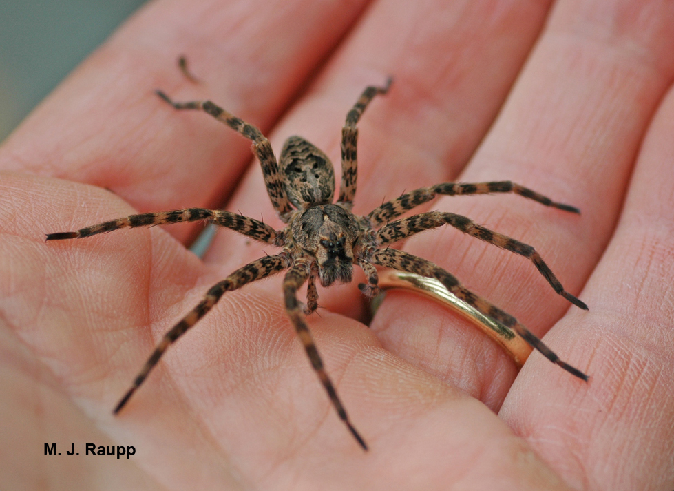 Fishing spider