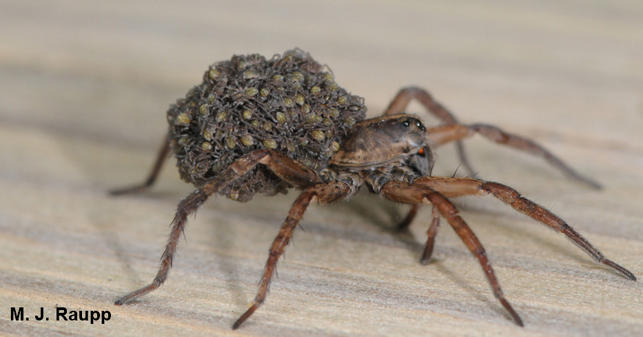 Tiny spiderlings ride on the back of their mother, a rabid wolf spider