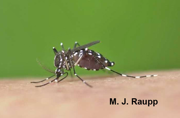 Asian tiger mosquito