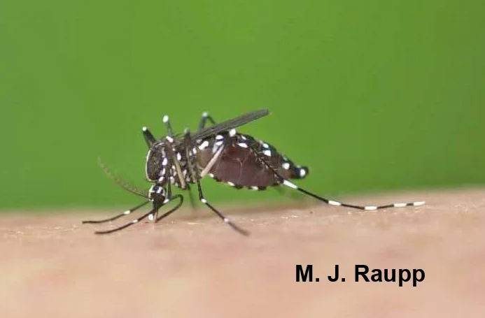 Yikes! This Asian tiger mosquito better pull out before it explodes.
