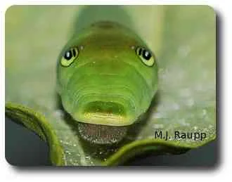 Large creepy eyespots of older swallowtail caterpillars frighten would-be predators.