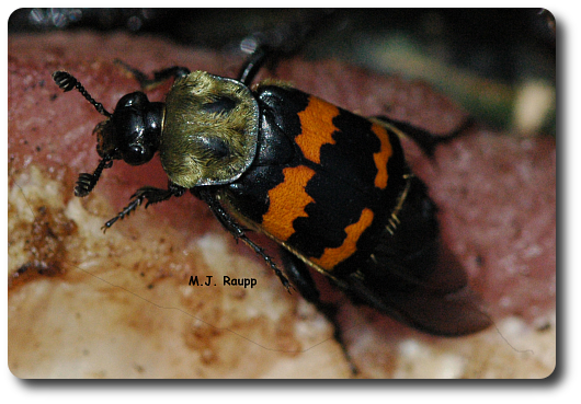 They eat dead things - Part I - Burying beetles Silphidae — Bug of the Week