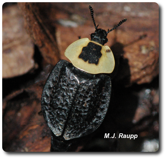 They eat dead things Part I Burying beetles Silphidae — Bug of the Week