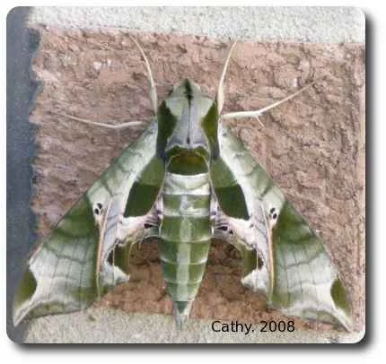 Sphinx moths are attracted to light and are sometimes found resting on buildings.