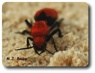 Powerful jaws help the velvet ant defend itself.