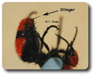 Lady in red- Velvet ant, Dasymutilla — Bug of the Week