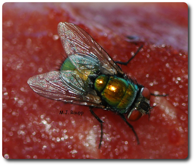 They eat dead things, Part II Blow flies, Calliphoridae — Bug of the Week