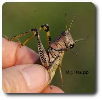 When hassled by predators on entomologists, grasshoppers regurgitate "tobacco juice", a noxious mixture of defensive chemicals derived from plants.