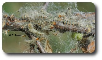 Worldwide webworm - Fall webworm, Hyphantria cunea — Bug of the Week