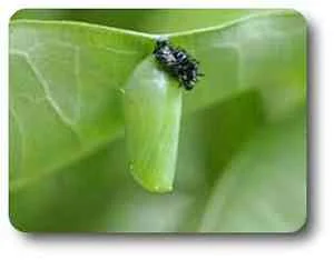 In the chrysalis the caterpillar transforms to a butterfly.