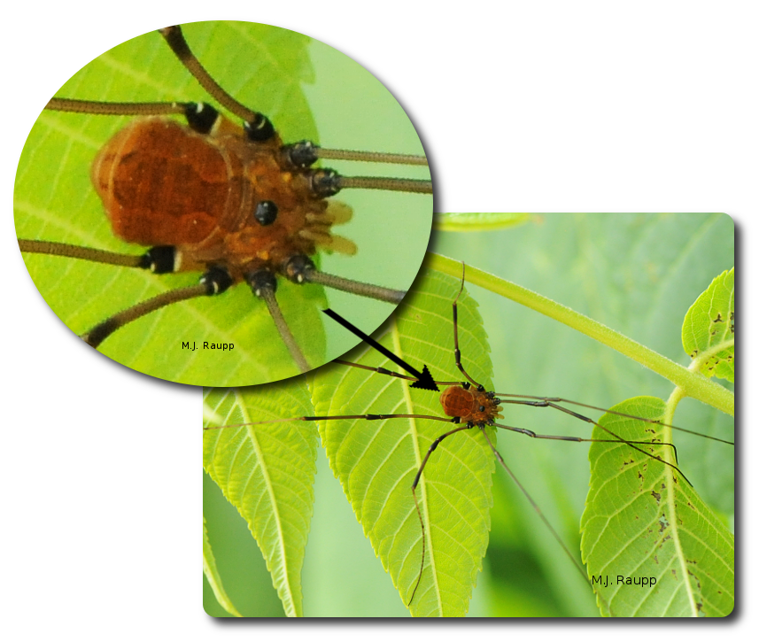 Daddy Long Legs Spider: Habitat, Hunting Skills, Diet, And Venom
