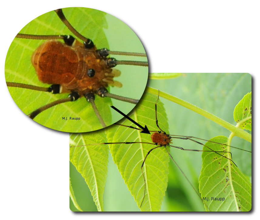 Daddy long legs spider with babies, I assume this is the mo…