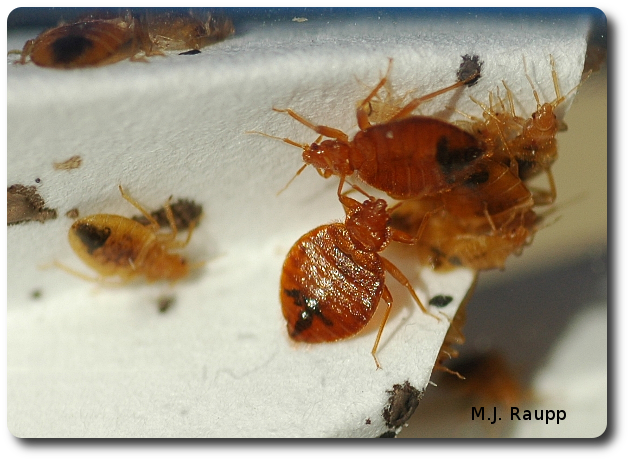 The Truth About Bed Bugs In Maryland