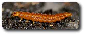 Ground beetle larvae are also important predators.
