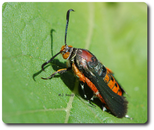 A female squash vine borer takes a break between bouts of laying eggs.