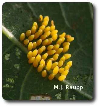 Mexican bean beetle eggs are laid in large clusters.