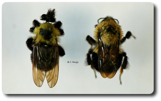 R obber fly or Bumble bee? 