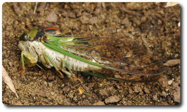 Paralyzed cicadas are sometimes abandoned near the nest site. 