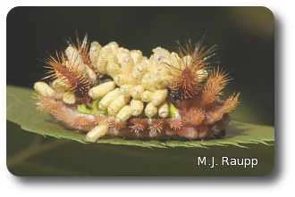 Dozens of wasp cocoons adorn the back of this saddleback caterpillar.