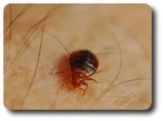Bedbug filling up on my arm.