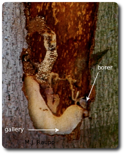 The tail of the borer can be seen where the gallery disappears beneath the bark. The large brown patch beneath the bark is missing life-sustaining tissue.