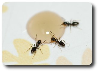 In a matter of minutes workers find a drop of syrup.