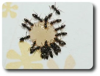 It doesn't take long for many workers to follow the pheromone trail to food.