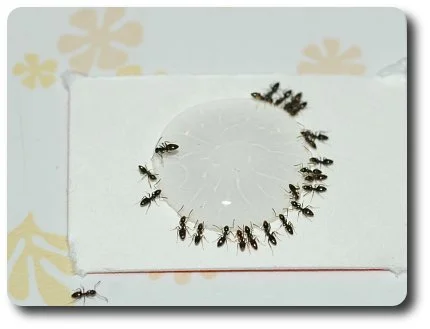Workers tank up on a sweet attractant containing an insecticide that will be taken to the colony and kill other workers and the queens.