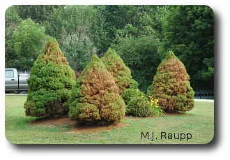Dwarf Alberta spruces take a real beating at the chelicerae of spider mites.