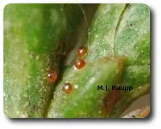 Spruce spider mites survive winter's chill as eggs deposited on needles or stems.