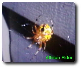 A marbled orb weaver rests in the venter of its web in Allison's backyard. Photo credit: Allison Elder.