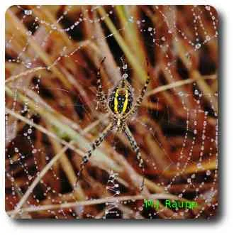 It's not hard to imagine why shimmering tinsel conjures thoughts of beautiful spider webs.