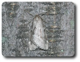 The fall cankerworm male is a good flyer and follows a scent trail to find his mate.