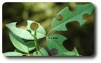 Rose leaves are one of the favorite sources of building materials for leaf cutter bees.
