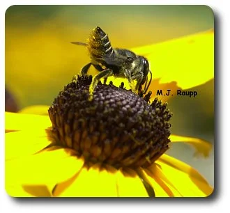 A very hairy belly helps the leaf cutter bee carry a load of pollen back to the nest.
