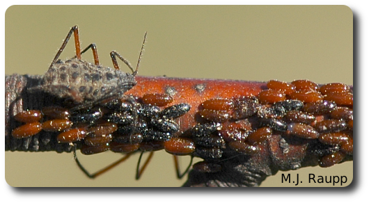 Eggs of the giant bark aphid are the overwintering stage. They line small branches by the thousands and change from amber to black as they age.