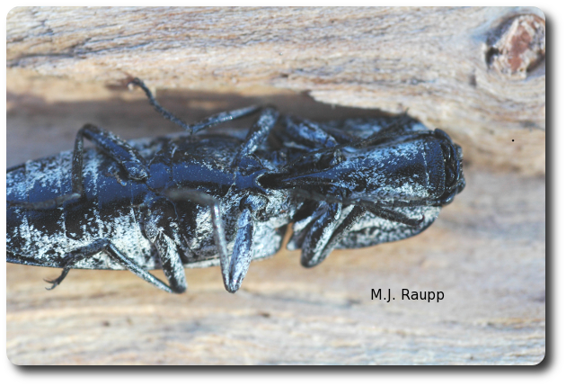 The spine and notch are part of the engineering that give this beetle its click. 