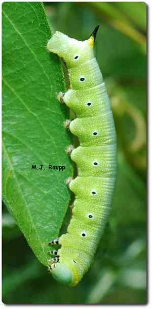 Sphingid caterpillars are called hornworms for obvious reasons.