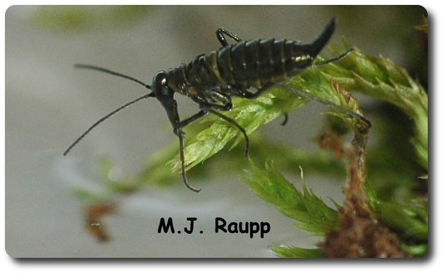 Dashing through the snow, Snow scorpionflies, Boreus sp. — Bug of the Week