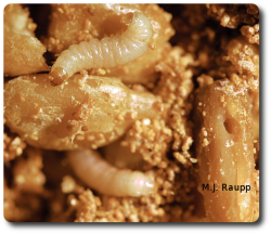 Meal moth caterpillars excavate seeds and generate scores of pellets of frass, a polite term for insect excrement. Frass is often a good sign of a meal moth infestation.
