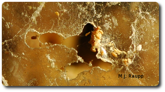 Indian meal moth caterpillars can chew through plastic bags of grain, seeds, and fruit.