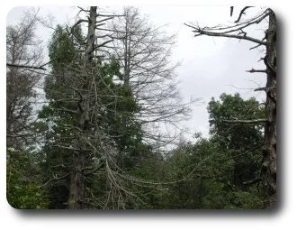 The hemlock woolly adelgid has killed thousands of eastern hemlocks such as these in Shenandoah National Park.