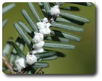 White bundles of fluffy wax are a sure sign of a woolly adelgid infestation on hemlocks.