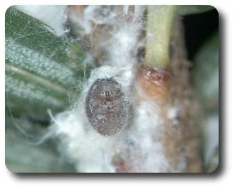 Beneath its waxy cover the adelgid robs the hemlock of its vital reserves.
