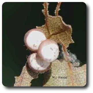 After hatching from these eggs, and several small Polyphemus caterpillars devoured this hickory leaf. 