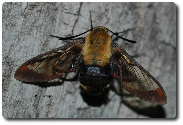 A hummingbird moth warms in the morning sun on an old log.